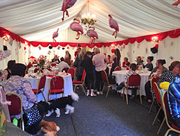 boarding kennels and dog spa